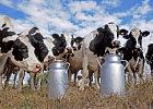 Объём реализации молока в сельхозорганизациях вырос на 2,9%